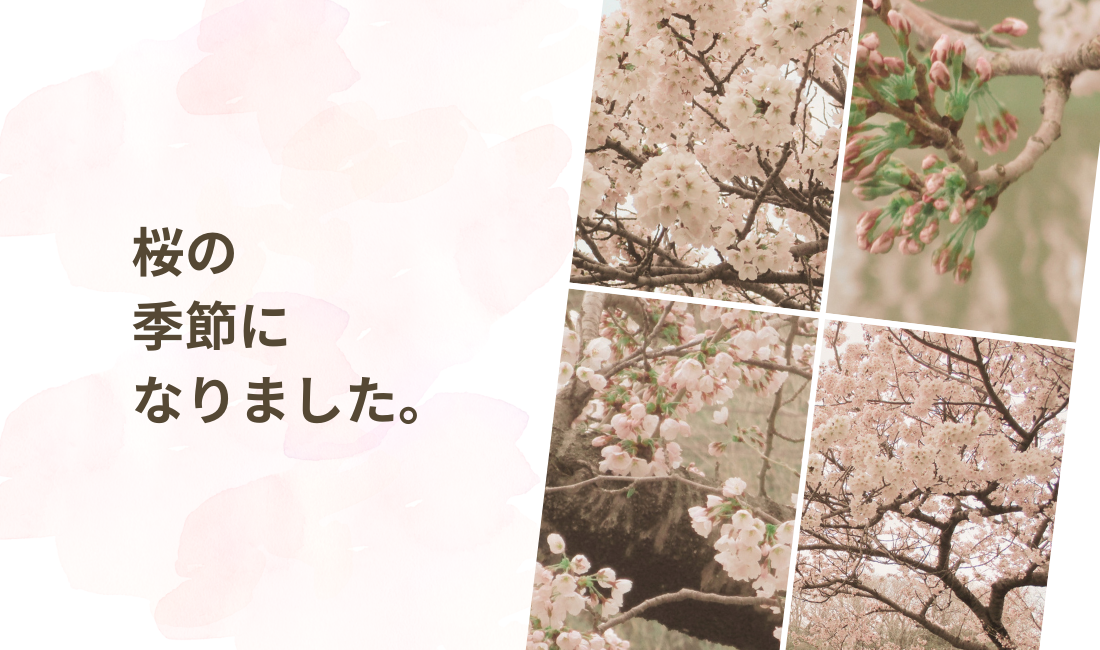 桜の季節になりました。