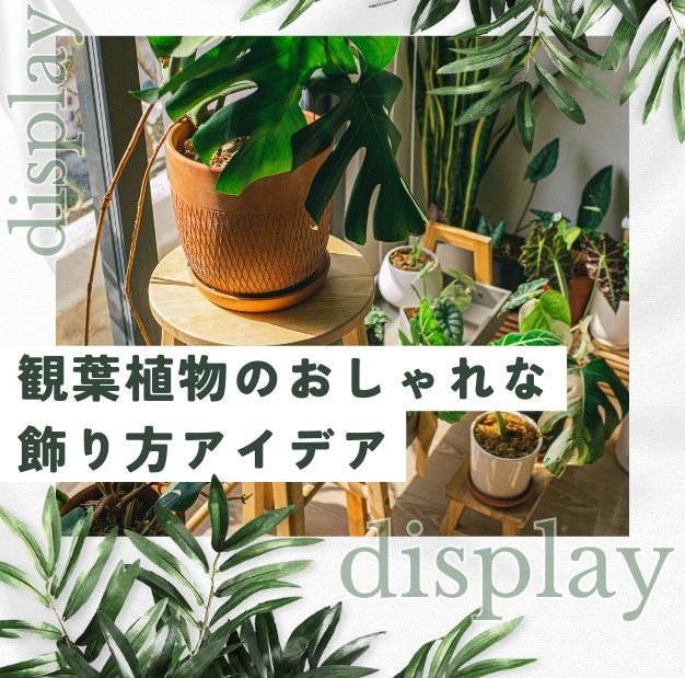 観葉植物のおしゃれな飾り方アイデア